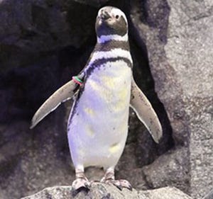 バニラエアがペンギン「バニラ」とタッグ? すみだ水族館と共同プロジェクト