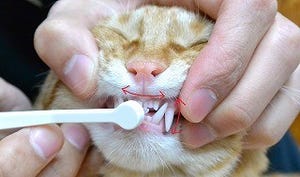 猫に歯磨きは必要? -獣医師が解説