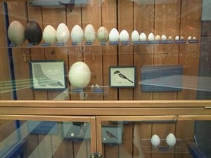 東京都・上野動物園で鳥の卵のふ化などが見られる卵イベント開催