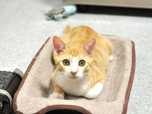 東京都・豊島区の保護団体が子猫78頭、成猫77頭の里親を募集中