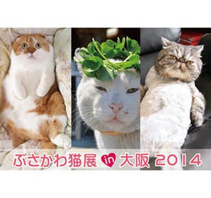 大阪府・心斎橋で「ぶさかわ猫展」開催