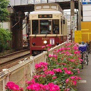 東京都交通局、バラの見頃に合わせて都電荒川線9001号を「都電バラ号」に!