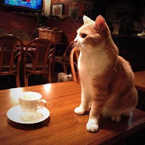 東京都・江古田の5匹の猫がいる猫居酒屋で猫酒が楽しめる!