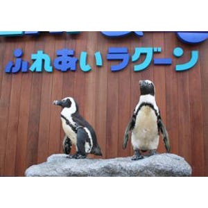 神奈川県・ラゾーナ川崎プラザにペンギンが! 妖怪ウォッチのあのキャラも