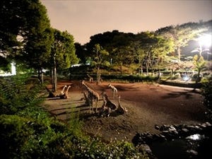 東京都・多摩動物公園で夜の動物たちを楽しめる「夜の動物園」開催