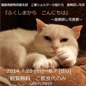 神奈川県横浜市で、東日本大震災で被災した猫たちの「里親募集写真展」開催