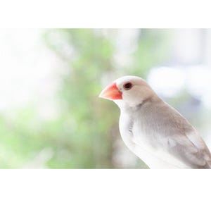 東京都・表参道の「ことりカフェ」で文鳥グッズ販売&文鳥作家の個展開催