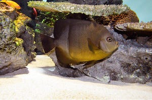 東京都・葛西臨海水族園で、"パンツをはいて大人になる熱帯魚"が見られる!