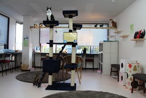 京都府・伏見稲荷近くに、保護猫カフェがオープン