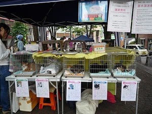 東京都・護国寺で、猫犬の里親会が開催!