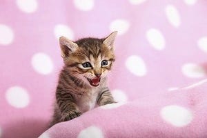 猫に長生きしてもらうには? - 獣医師が解説!!