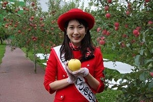 黄色いりんごってどんな味? 青森県で今イチオシの「トキ」を食べてきた