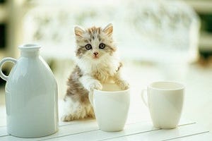 猫1,601匹分! 「猫の国勢調査2014」の結果がついに公開!