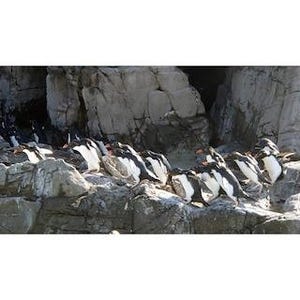 東京都・葛西臨海水族園で、イワトビペンギンの展示がついに再開!!