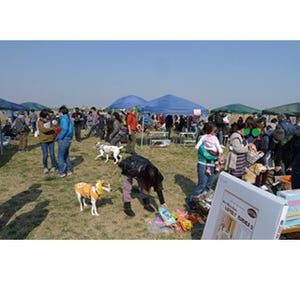 東京都江戸川区で、様々な種類の「保護犬譲渡会」開催