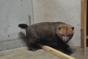 これタヌキじゃないの!? 京都府・京都市動物園に希少なヤブイヌが来園