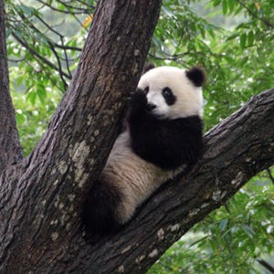 福山雅治が"パンダの棲む秘境"を探訪 - NHK「ホットスポット最後の楽園」