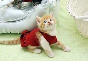 猫が布団でおしっこをしてしまう場合の対処法を獣医師が解説