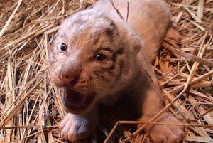 埼玉県・東武動物公園で、ホワイトタイガーの赤ちゃん4頭が誕生