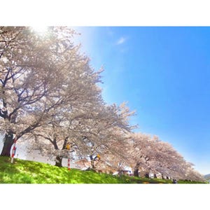 "日本一の桜"に"日本最古の桜"も! 全国"花見おすすめスポット"発表