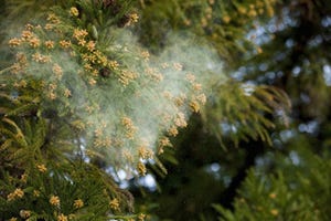 花粉症対策として知っておきたい豆知識 - 花粉がよく飛ぶ天候の特徴