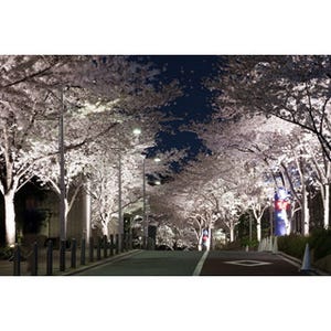 六本木ヒルズで幻想的な夜桜を - 桜のライトアップに期間限定桜メニューも