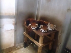 レッサーパンダの赤ちゃん成長中! - 東京都・多摩動物公園