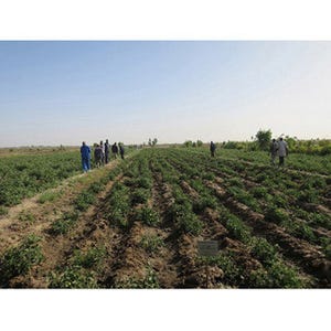 カゴメと三井物産、西アフリカ・セネガルで"トマト栽培・加工事業準備調査"