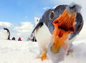 ペンギンの口の中の色は、何色? - 迫力満点のペンギン画像