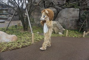 ライオンが動物園から逃げた! 捕獲訓練の様子がこちらです