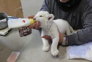 ホワイトライオンの赤ちゃん、ミルクを飲む
