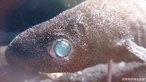 不思議な瞳を持つ深海生物が駿河湾で捕獲された