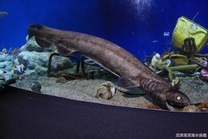 生きた化石、深海魚のラブカを食べてみた!