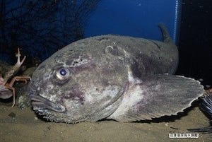 "世界一醜い生物"が深海からやってきた! アカドンコ展示開始
