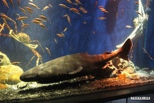 生きた大型の深海ザメ「オンデンザメ」を世界初展示