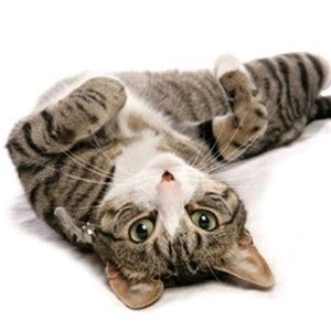 「フニャ～～ん、ゴロゴロ」- 猫が本当に喜ぶ"なでスポット"を英研究が発表