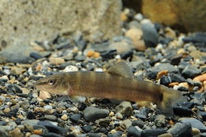 京都府・京都水族館で、天然記念物の希少淡水魚「アユモドキ」を展示