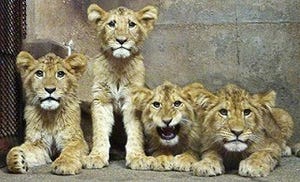 兵庫県・姫路セントラルパークに4匹の子供ライオンがやってきた!