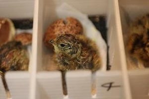 東京都・上野動物園が、ライチョウの孵化に成功