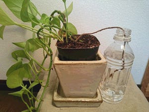 留守時でも安心!! 100均グッズで自動的に植物に水やりする方法を試してみた