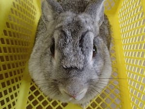 突然眉毛が出現したウサギが話題に - 京都府・京都市動物園