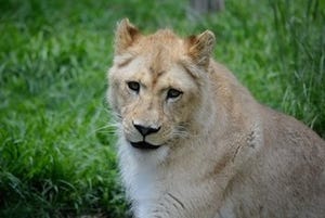 ホワイトライオン、満3歳に!