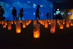 鹿児島県・いおワールド かごしま水族館で、「夜の水族館」を開催