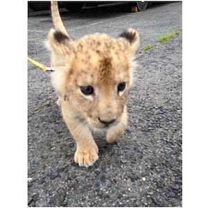 ライオンの赤ちゃんが初のお散歩に挑戦!