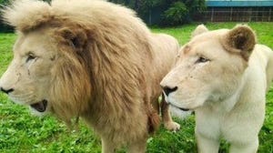 仲良しのライオンカップルが素敵!
