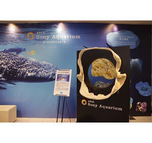東京都・銀座で「48th Sony Aquarium」開催中! - 巨大ザメ登場