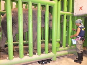 東京都・多摩動物公園でゾウの体重測定を実施 - 気になる重さは……