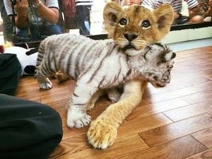 ホワイトタイガーとライオンの赤ちゃんが仲良しすぎると話題に