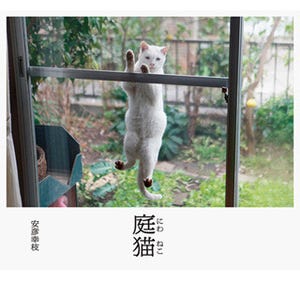 網戸に張り付く「庭猫」たちが写真集になって登場