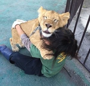 赤ちゃんライオンの大好きな飼育スタッフへの愛情表現がこちら